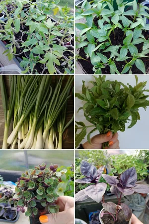 Яйца куриные