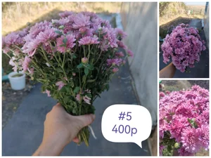 Хризантемы