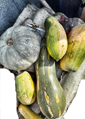 Картофель
