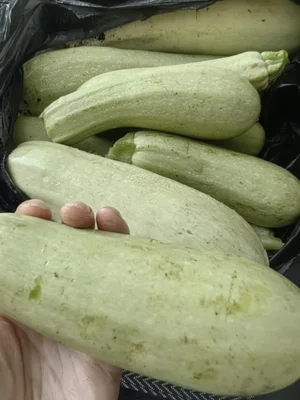 Кабачки