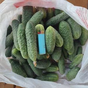 Огурцы