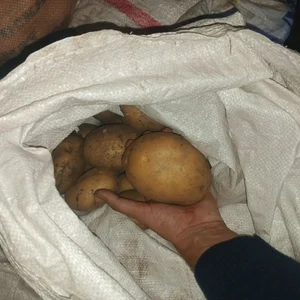 Картофель, крупный