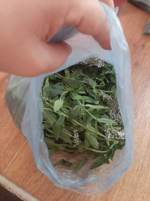 Чеснок