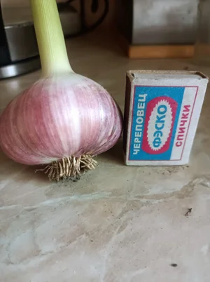 Чеснок