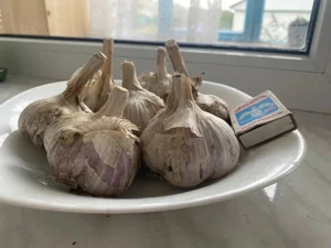 Чеснок