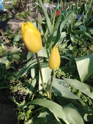 Тюльпаны срезка