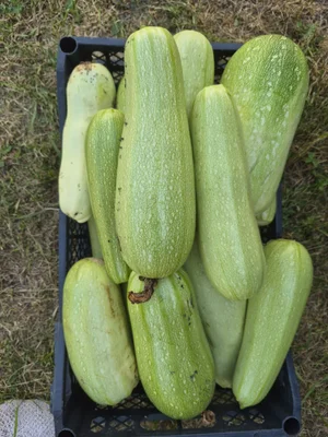 Кабачки