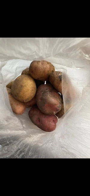 Картофель