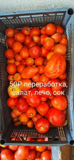 Помидоры разные