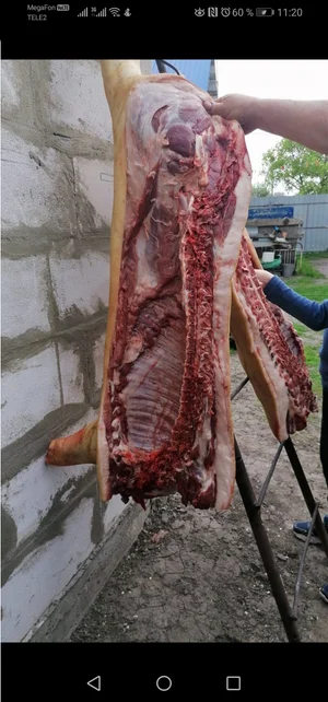 Свинина (передняя часть)