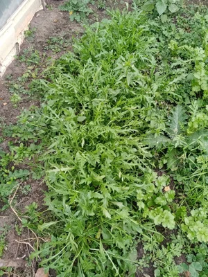 Руккола