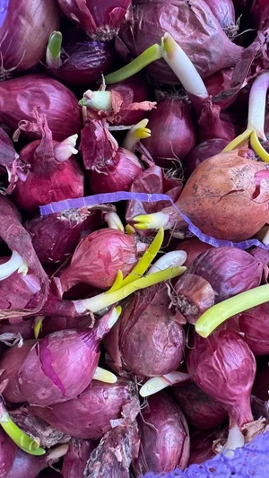 Лук на посев