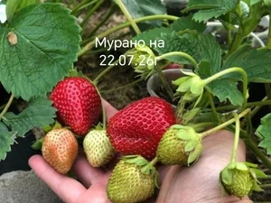 Саженцы клубники