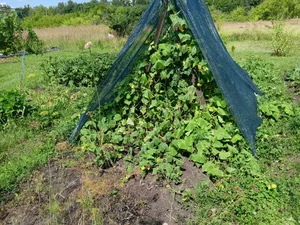 Огурцы