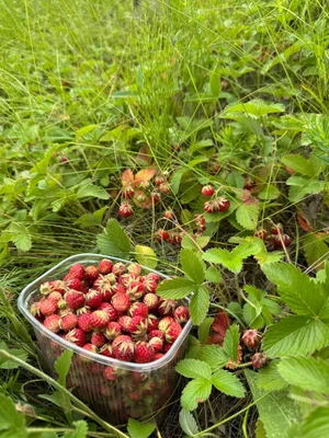 Луговая земляника