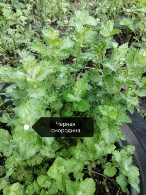 Сортовая мята