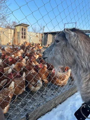 Куриные яйца