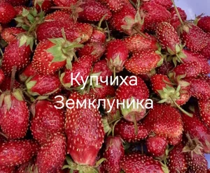 Саженцы клубники