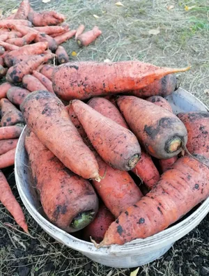Бройлерная утка (домашняя, под заказ)