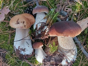 Грибы польские