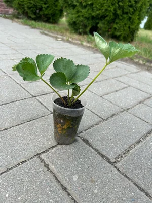 Усы клубники