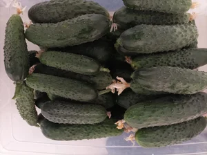 Фасоль спаржевая