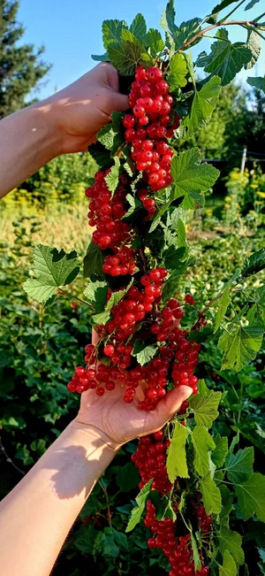 Красная смородина