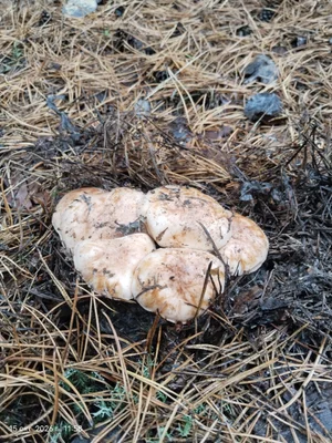 Рядовка сосновая (бело-коричневая)