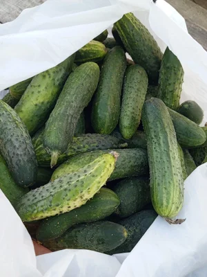 Картофель молодой