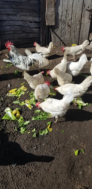 Яйца куриные домашние