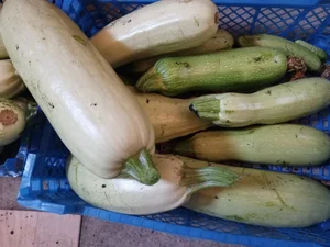 Кабачки