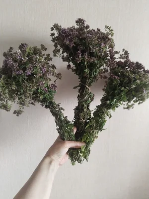 Душица (орегано)