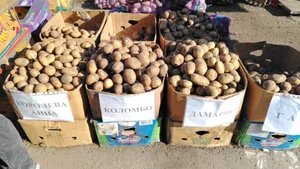 Картофель