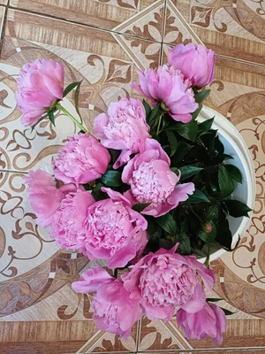 Пионы