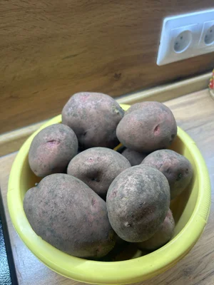 Картофель домашний