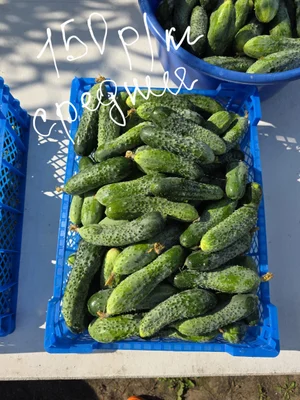 Огурчики