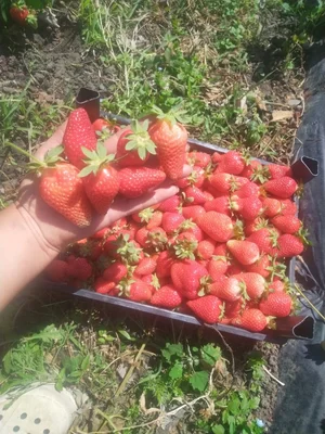 Саженцы клубники