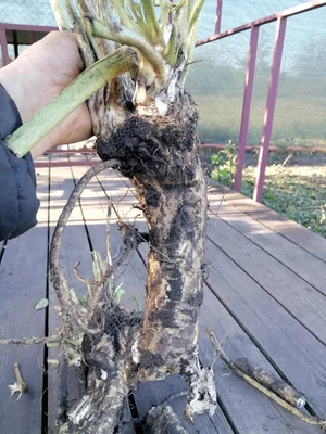 Корень хрена