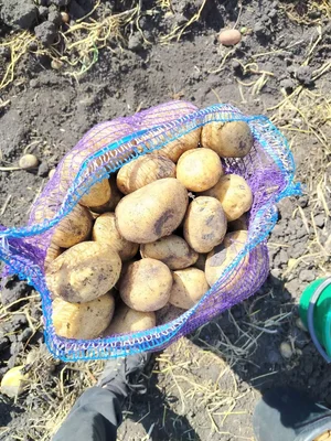 Картофель