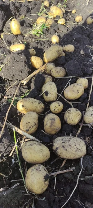 Картофель