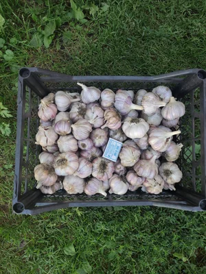 Лук репчатый