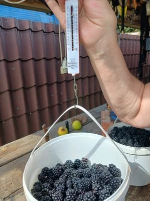 Ежевика