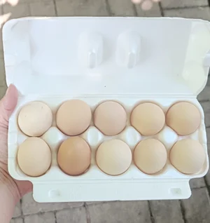 Яйца куриные