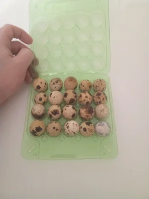 Домашнее яйцо перепела