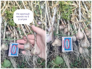 Горький перец
