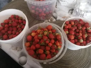 Клубника