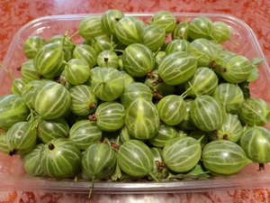 Крыжовник