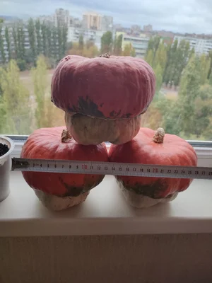 Тыква декоративная