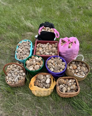 Степной сморчок