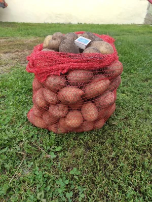 Картофель
